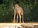 Giraffe (2)